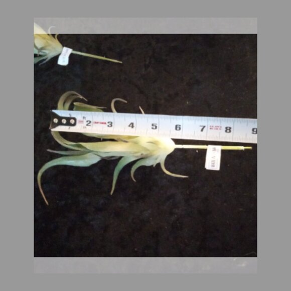 1 Box Artificial Succulents - Picture 3 of 4